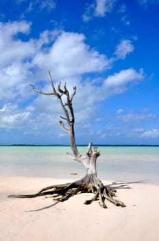 a single tree standing on Harbour Island / Bahamas