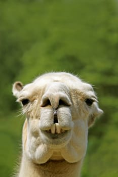 Lama glama
