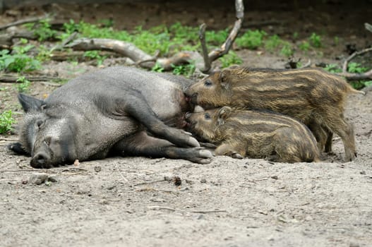 Wild boar with youngsters