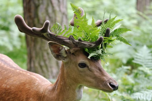 Fallow deer in fern