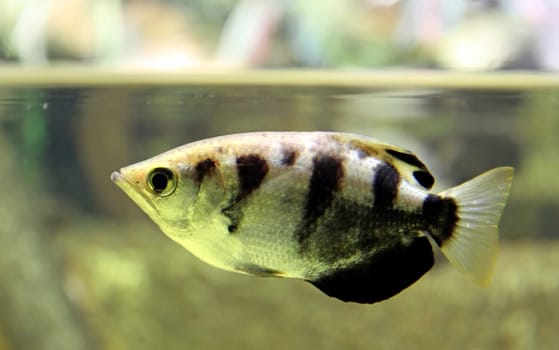 The archerfish (Toxotes jaculatrix) is about 20 cm long. His name refers to the probably unique hunting technique,in which he shoots insects down from above-water plants by means of a jet of water.