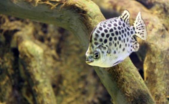 Common Argus Fish