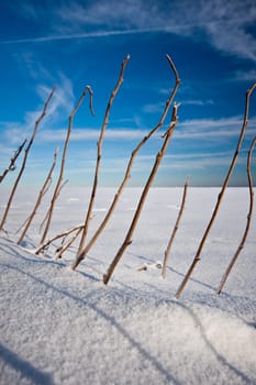 Winter Magic