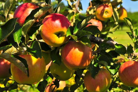 Apples on tree