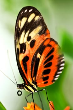 Large tiger butterfly