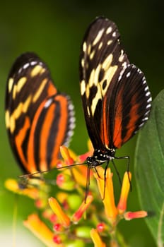 Large tiger butterflies