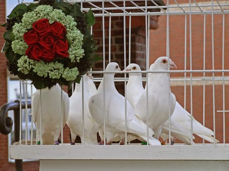 Wedding Doves