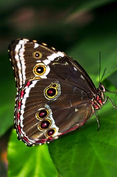 Butterfly on a plant