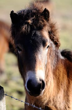 Exmoor Pony