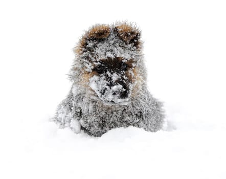 german shepherd in the snow