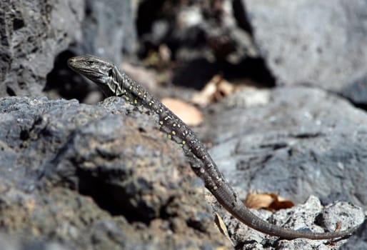 Lizard