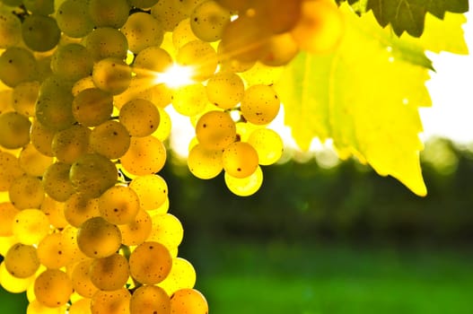 Yellow grapes