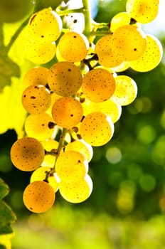 Yellow grapes