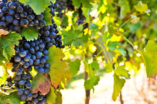 Purple grapes