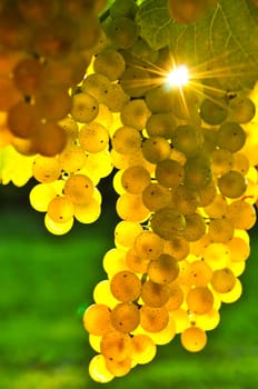 Yellow grapes