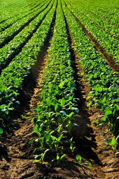 Rows of turnip plants in a field