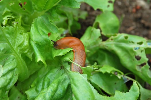 Nudibranch on lettuce