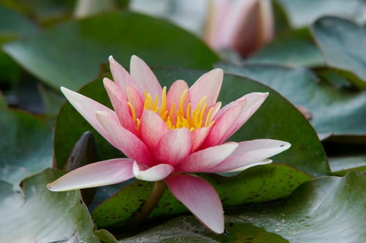 waterlily on the water