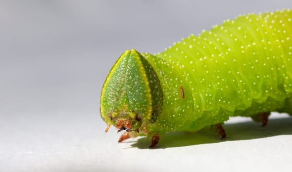 Apple Green