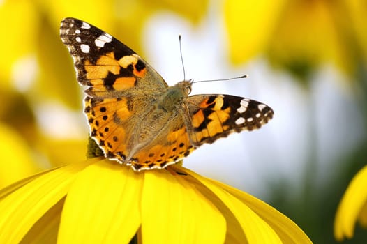 Painted lady