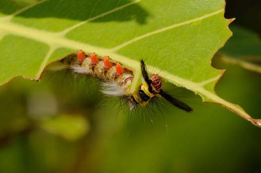 Caterpillar