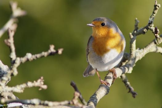 Robin,Erithacus rubecula
