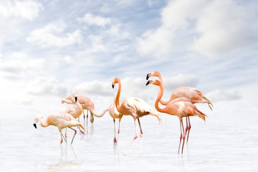 Flamingo wd382