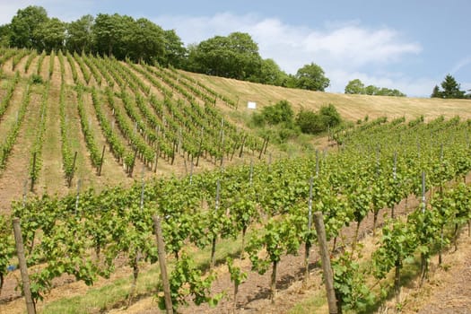 Vineyard near Trier in the Moselle Valley