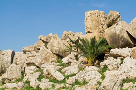 Palm tree in the ruins of Sicily