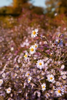 Aster