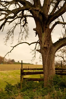 Picket Fence