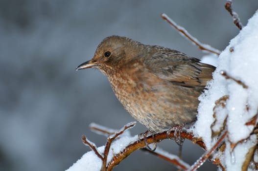 Female blackbird in the snow...