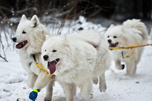 Samoyeds