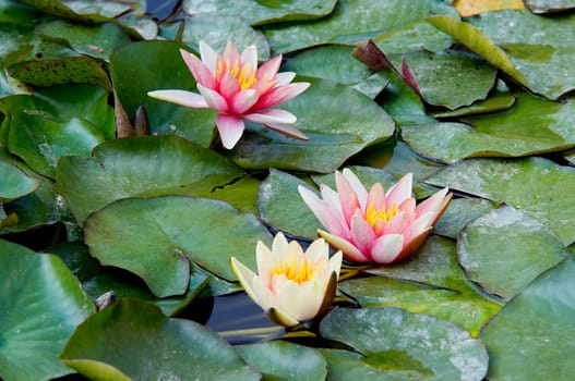 nenuphar on the water