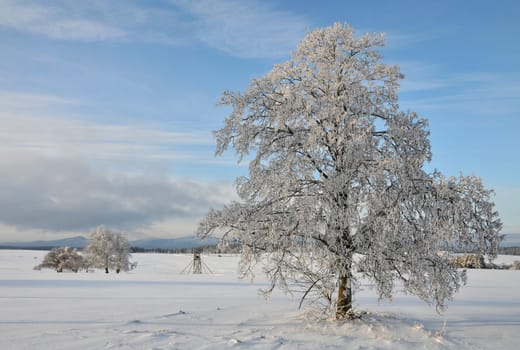 Winter landscape in the Harz Mountains