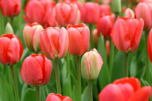tulips background