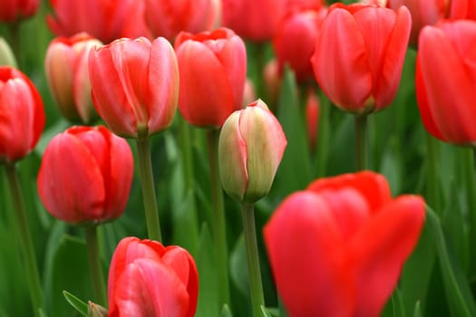 tulips background