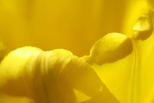 tulips background