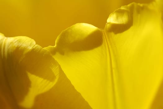 tulips background