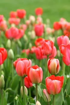tulips background