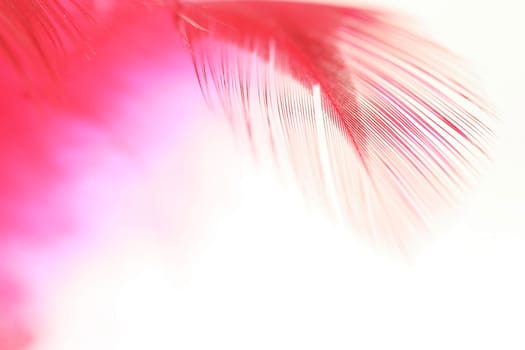 feather background