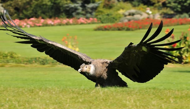 Condor Fly...