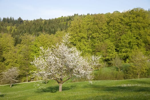 Apple tree
