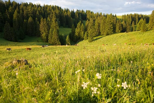 Alpine meadow