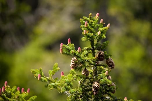 red pine cones