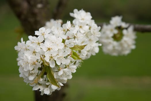 Blossoms Apple Tree