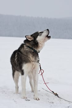 howl...