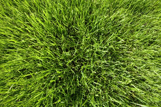 Lawn