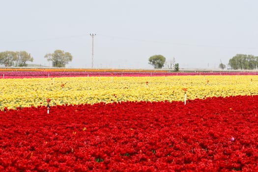 tulips background