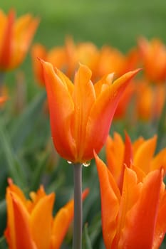 tulips background
